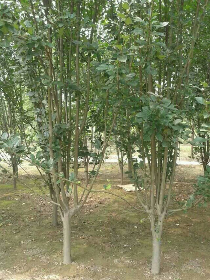 西府海棠4~6cm6~8cm4cm以下