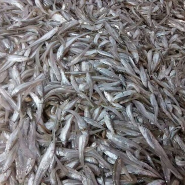 江西鄱阳湖毛刀鱼饲料冰鲜鱼