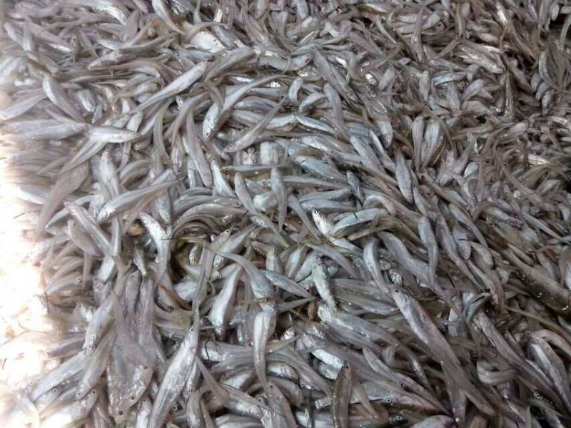 江西鄱阳湖毛刀鱼饲料冰鲜鱼