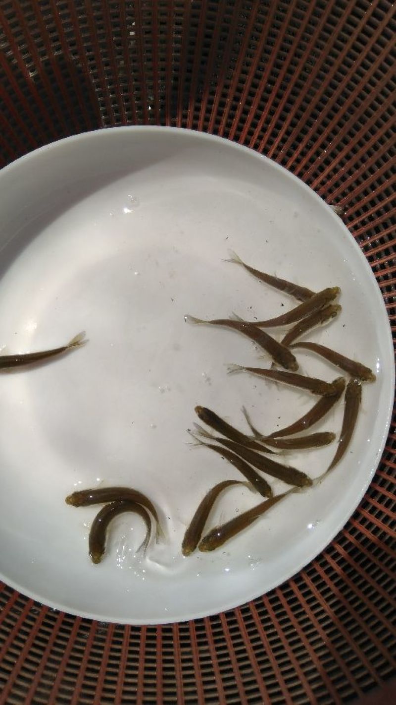 赤眼鳟鱼苗批发红眼鳟苗供应垂钓红眼鳟鱼苗技术指导
