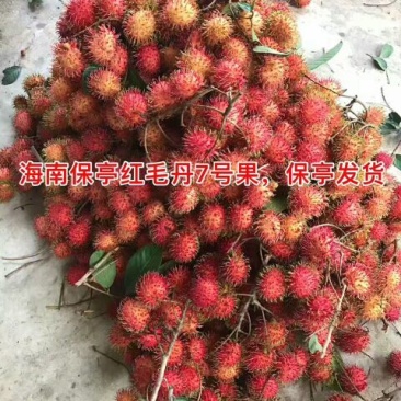 毛丹2cm以上
