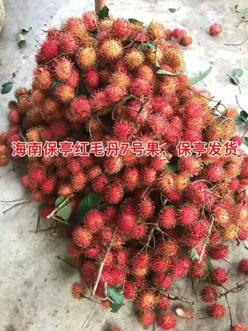 毛丹2cm以上
