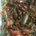 小龙虾小龙虾主养4-6钱（20-30克）食用活虾