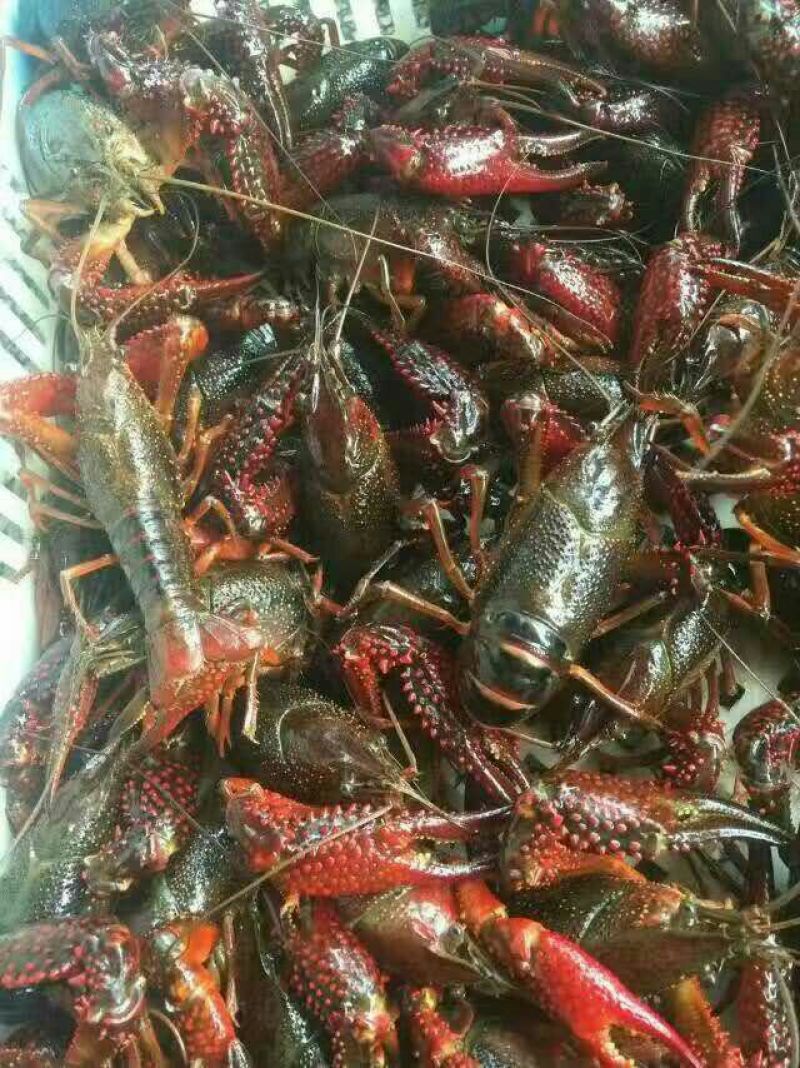 小龙虾小龙虾主养4-6钱（20-30克）食用活虾