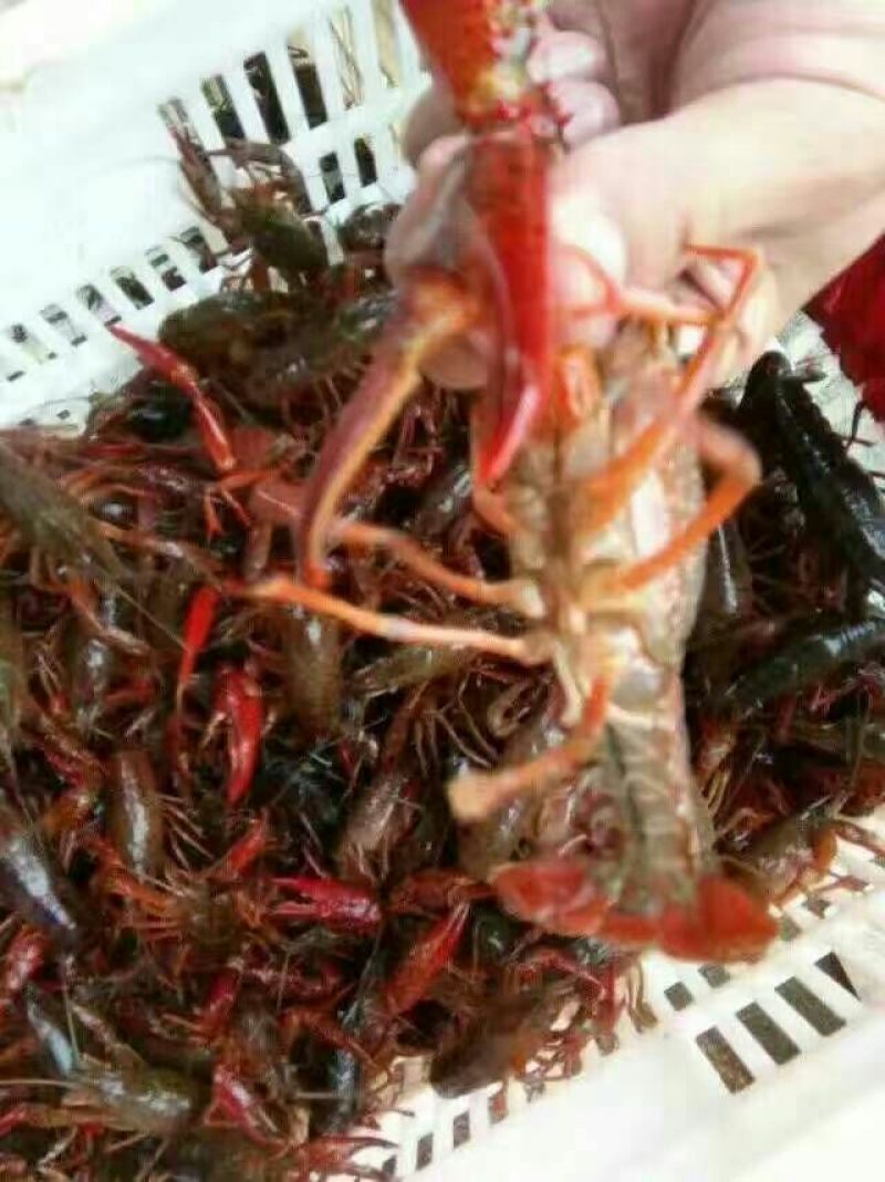 小龙虾小龙虾主养4-6钱（20-30克）食用活虾