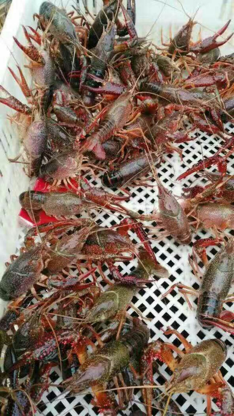 小龙虾小龙虾主养4-6钱（20-30克）食用活虾