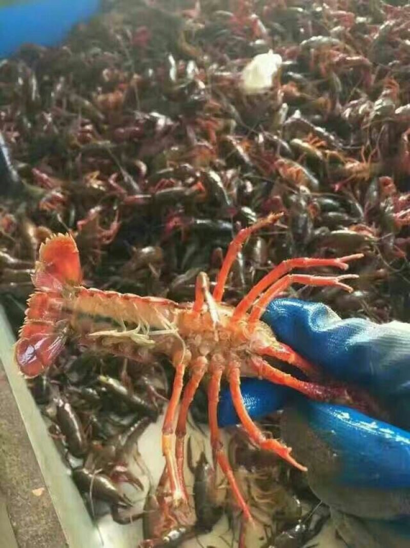 小龙虾小龙虾主养4-6钱（20-30克）食用活虾
