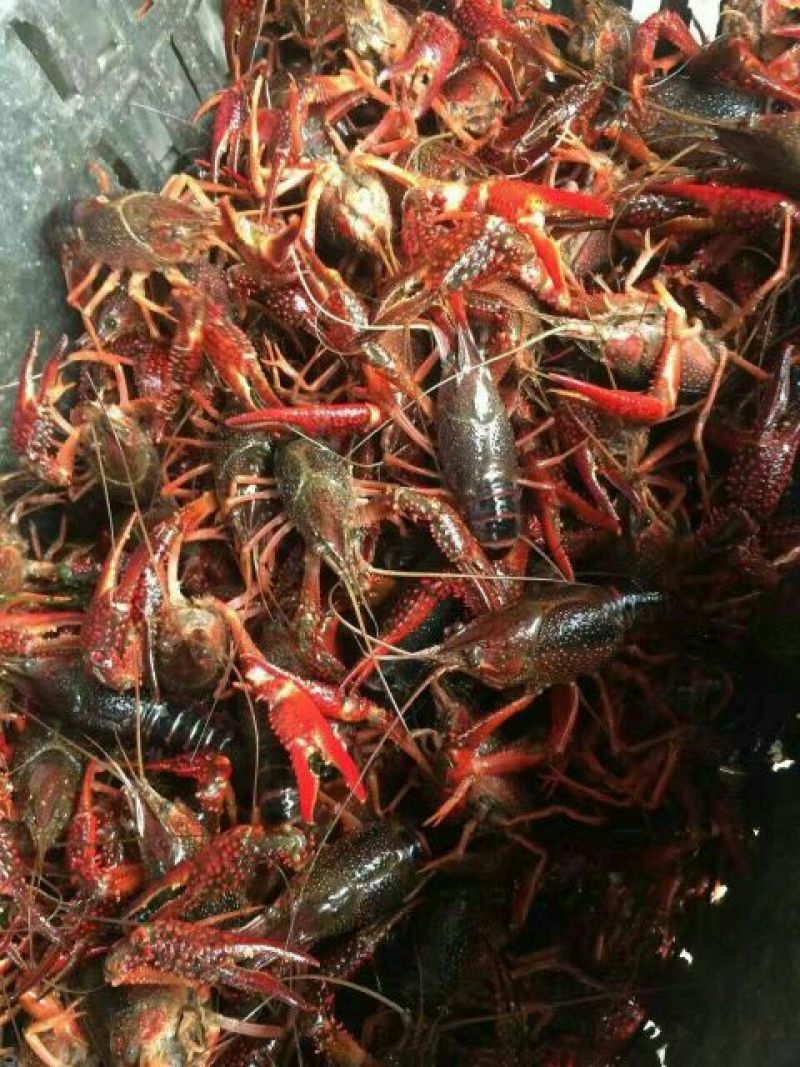 小龙虾小龙虾主养4-6钱（20-30克）食用活虾