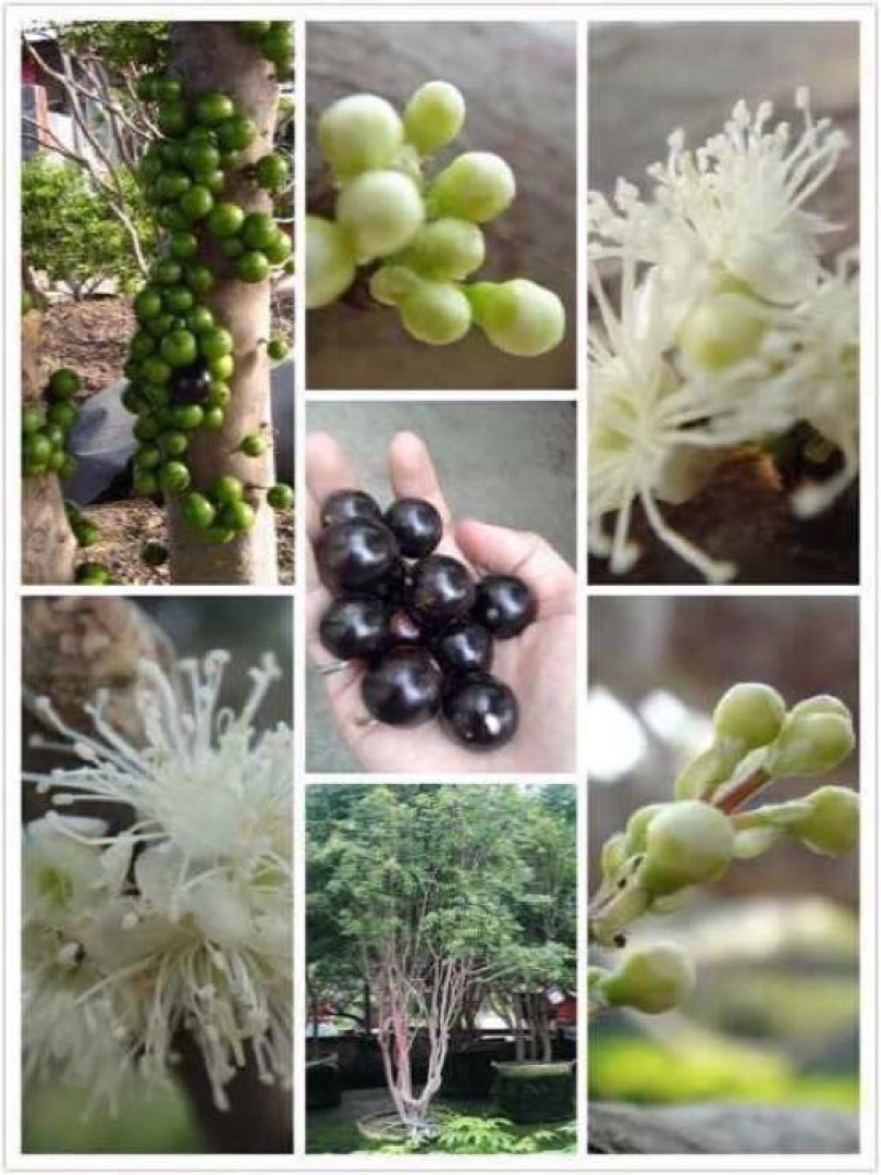 嘉宝果树苗树葡萄