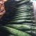黄瓜鲜花带刺25公分以上