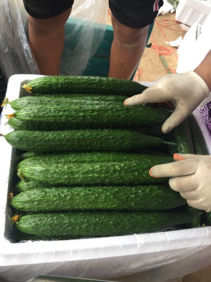 黄瓜鲜花带刺25公分以上