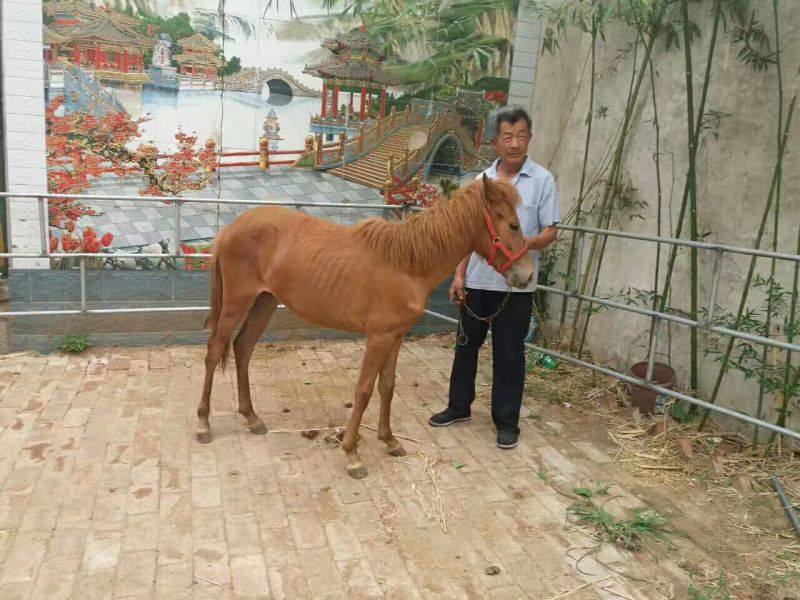 矮马100~200kg