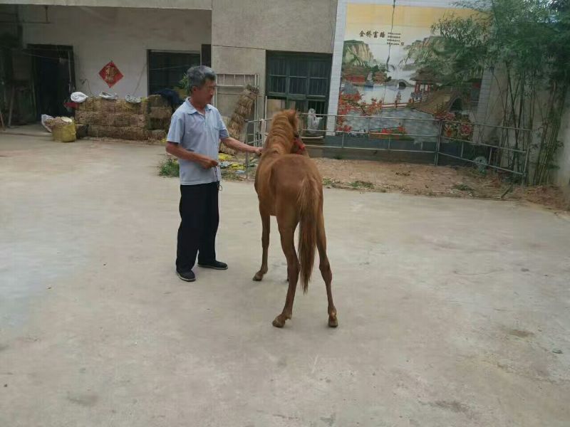 矮马100~200kg