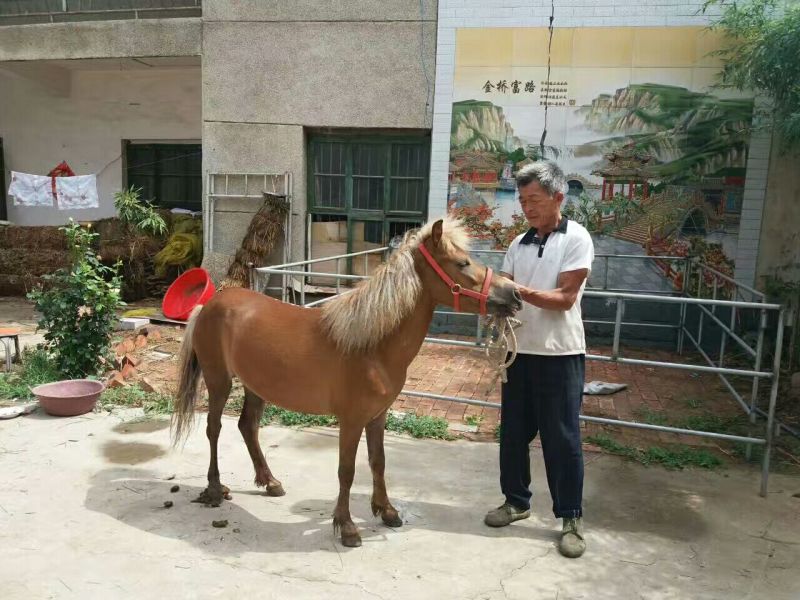 矮马100~200kg