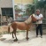 矮马100~200kg
