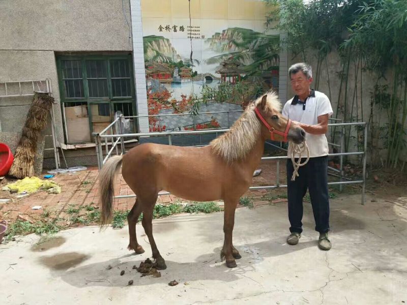 矮马100~200kg