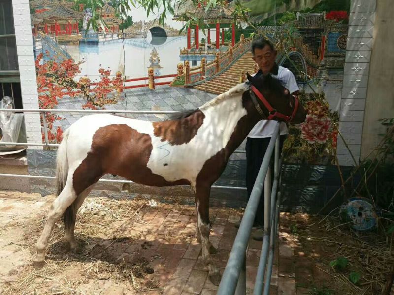 矮马100~200kg