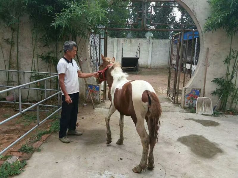 矮马100~200kg