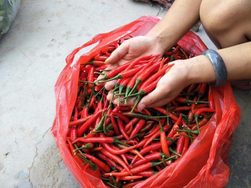 艳红辣椒5~10厘米红特辣产地直供全国代收代发