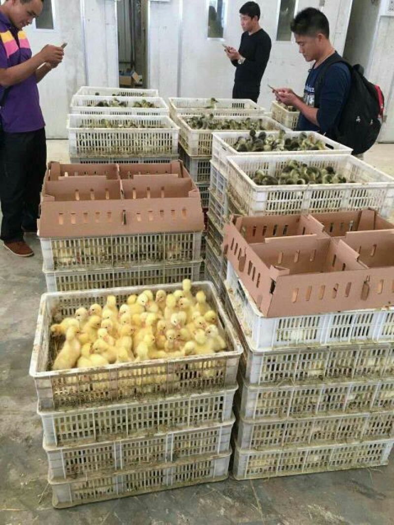 白鹅苗250g以下