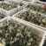 白鹅苗250g以下