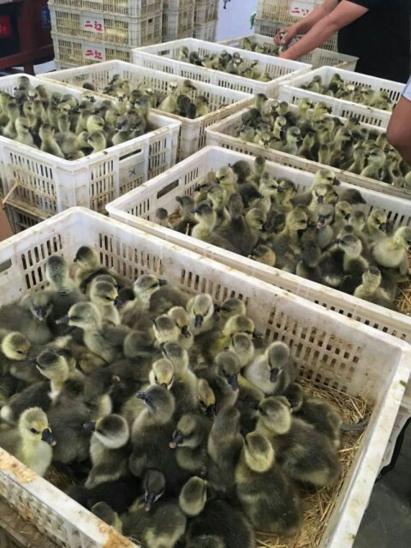 白鹅苗250g以下