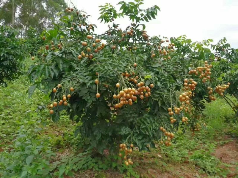 黄皮果苗20~30cmcm