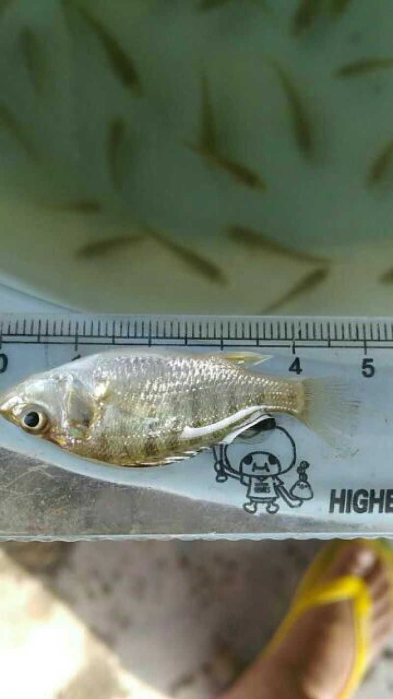 海鲈鱼鱼苗