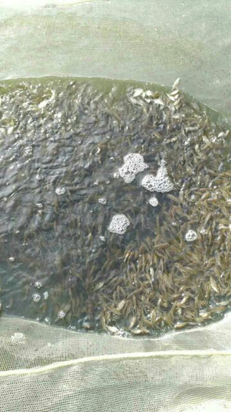 海鲈鱼鱼苗