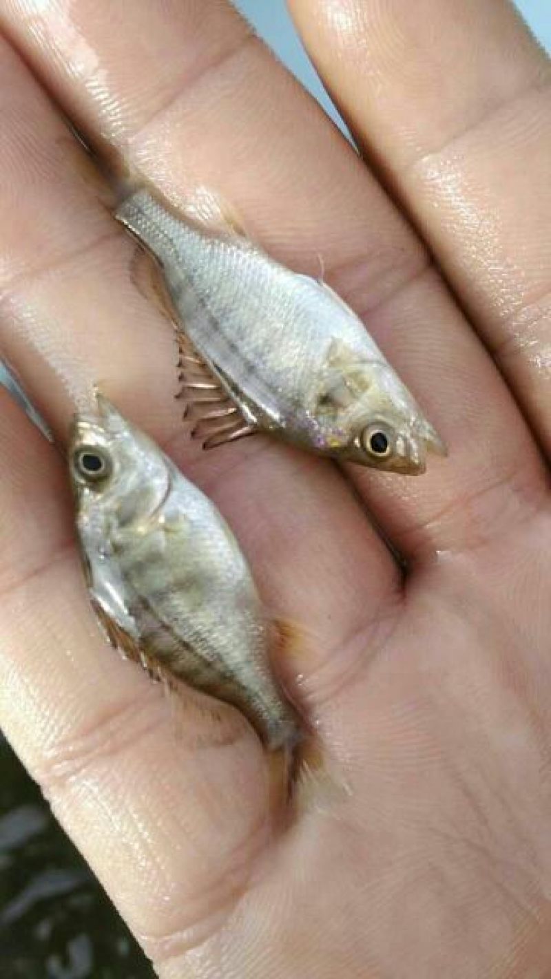 海鲈鱼鱼苗