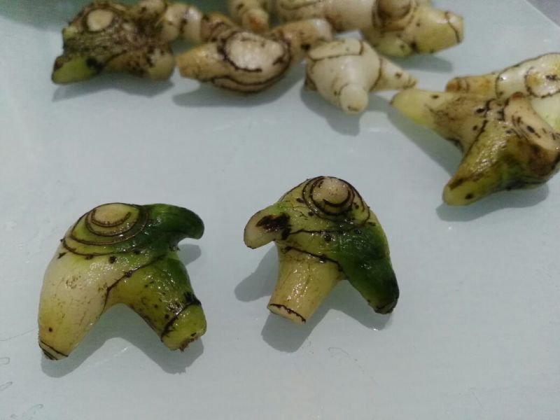 出售紫花三叉白芨，鲜货，选货。
