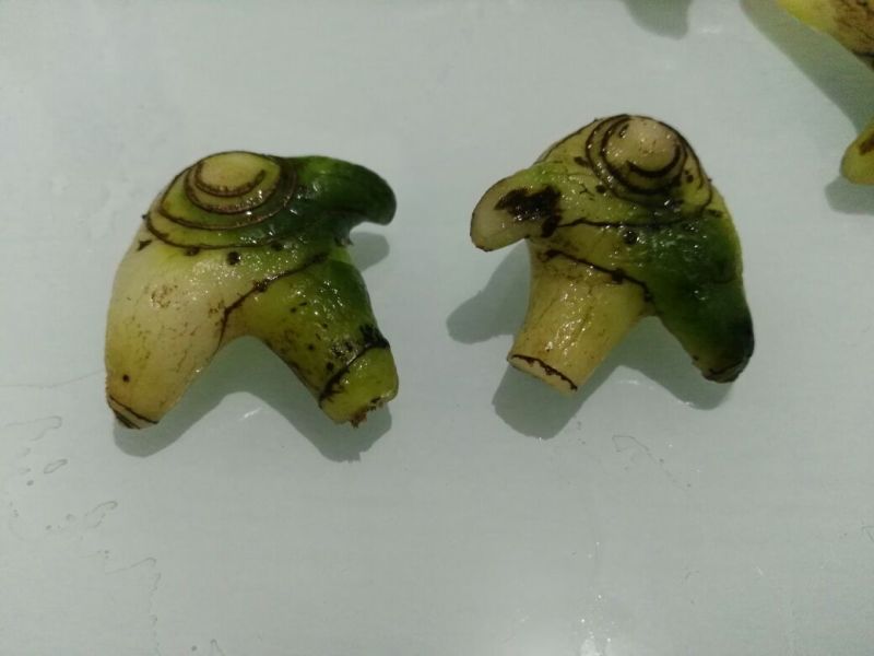 出售紫花三叉白芨，鲜货，选货。