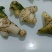 出售紫花三叉白芨，鲜货，选货。