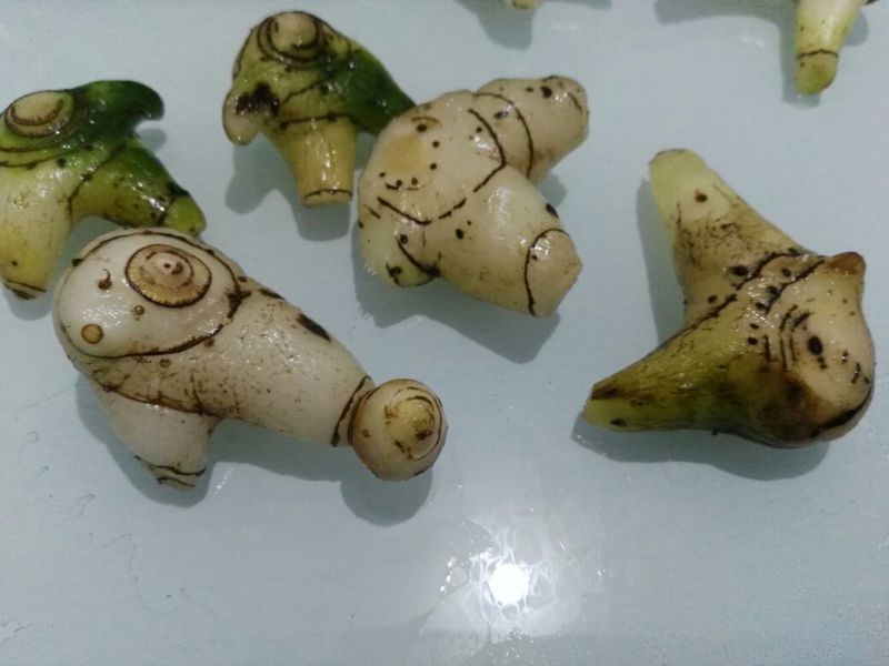 出售紫花三叉白芨，鲜货，选货。