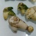 出售紫花三叉白芨，鲜货，选货。