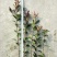 红叶石楠苗40~50cm