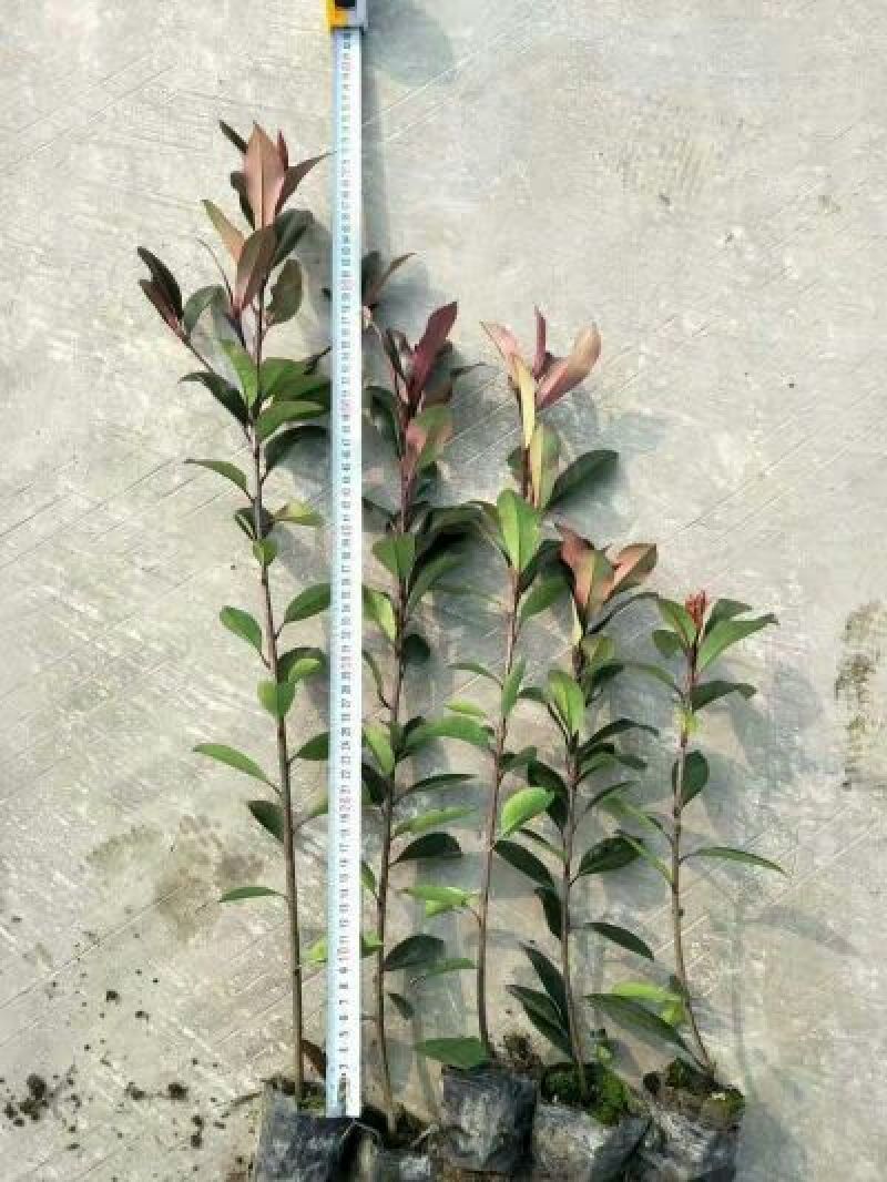 红叶石楠苗40~50cm