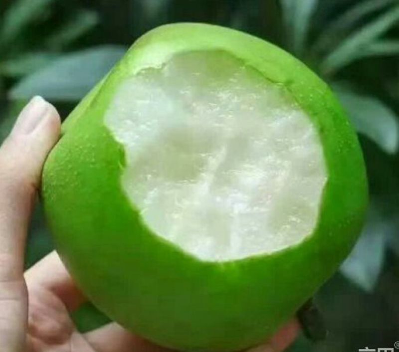 翠冠梨，300~500g，纸袋6两以上大上市货源充足