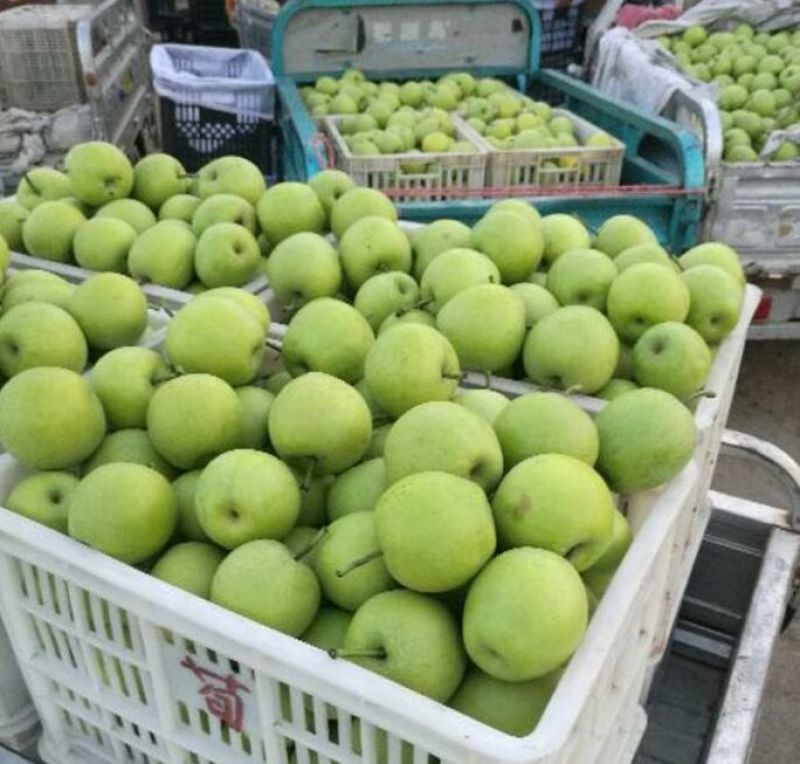 翠冠梨，300~500g，纸袋6两以上大上市货源充足