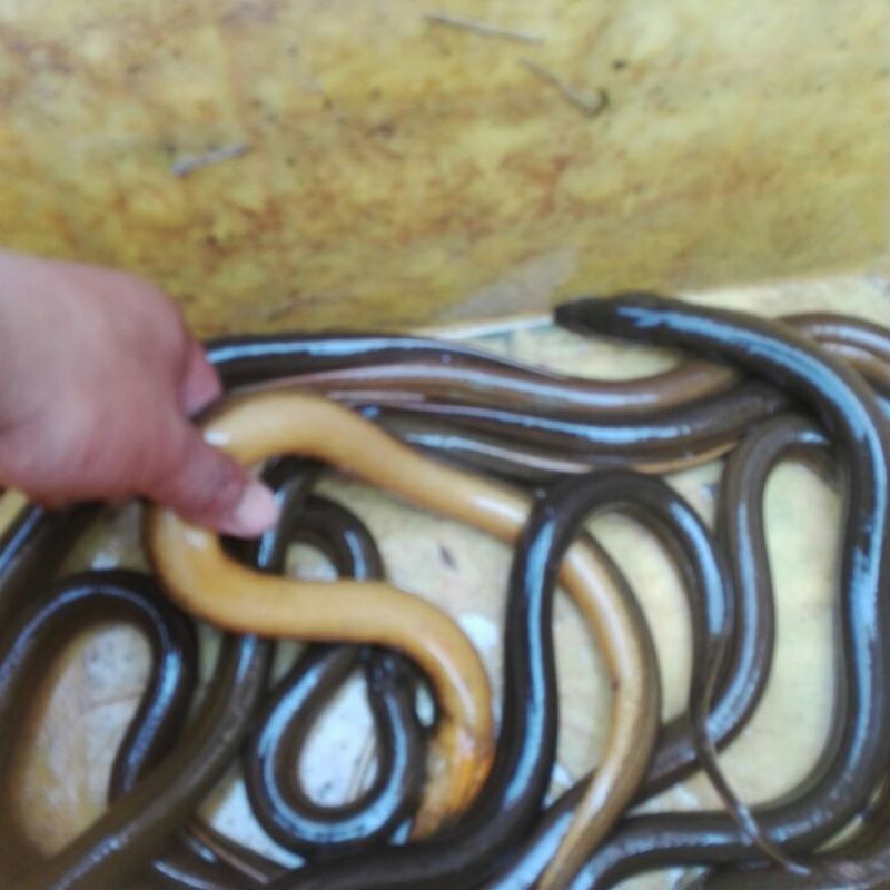 苏北纯ye生黄鳝，大量供应江浙沪地区，诚信经营，以质取胜