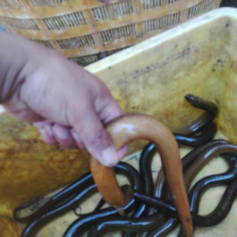 苏北纯ye生黄鳝，大量供应江浙沪地区，诚信经营，以质取胜