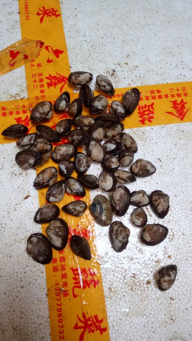 毛蛤肉毛螺肉