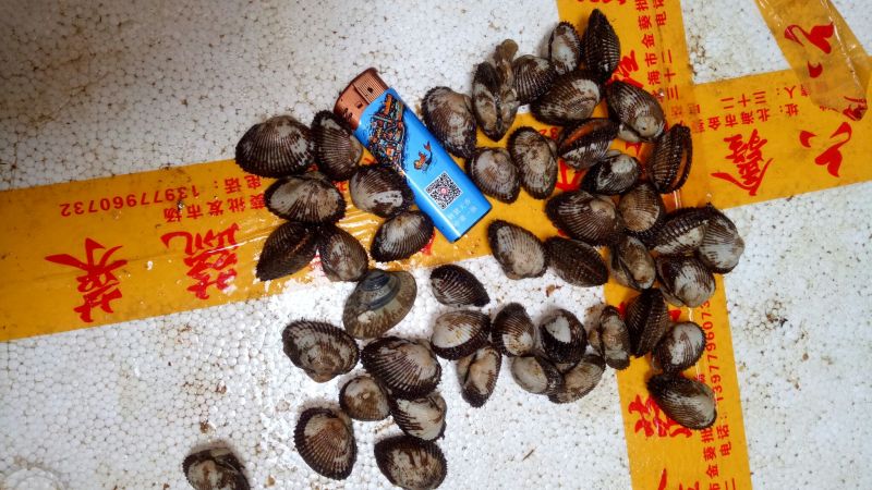 毛蛤肉毛螺肉