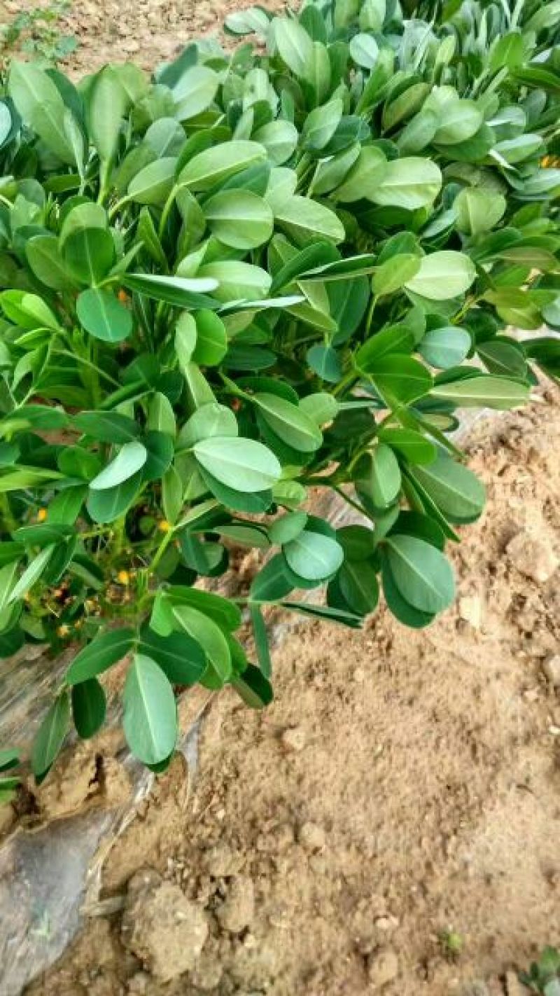 潍花8号花生鲜货带壳