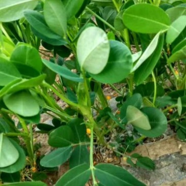 潍花8号花生鲜货带壳