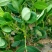 潍花8号花生鲜货带壳