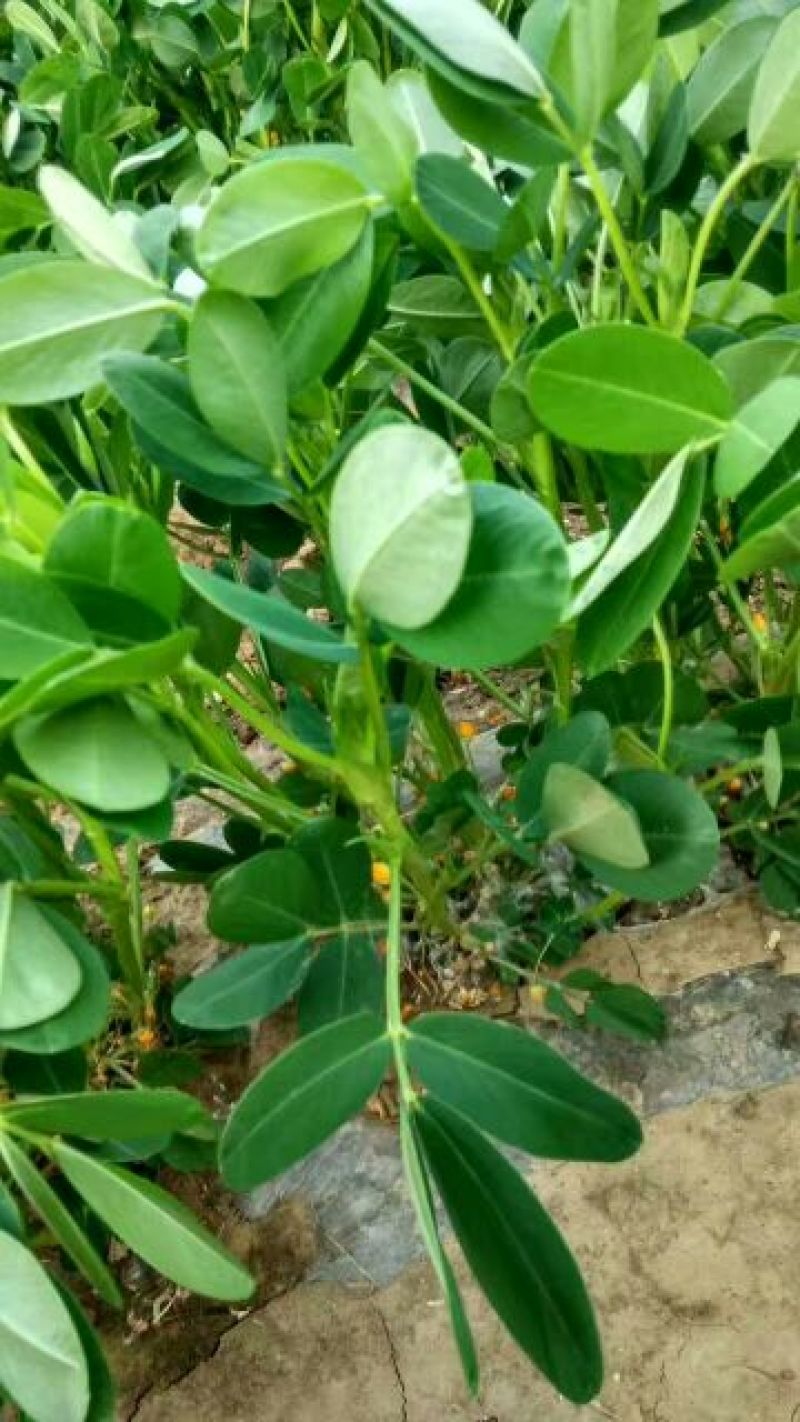 潍花8号花生鲜货带壳