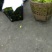 儿菜5两以上