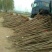 榆树6-10cm4~6cm3.5~4m