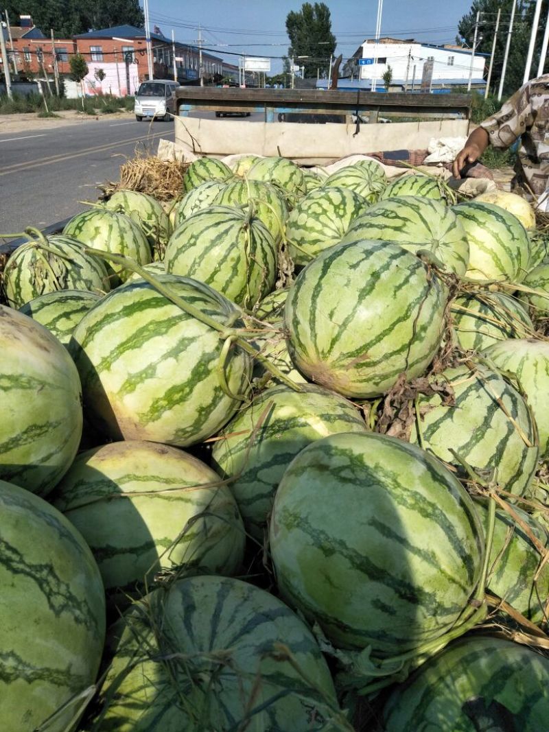 龙卷风西瓜8斤打底9成熟1茬